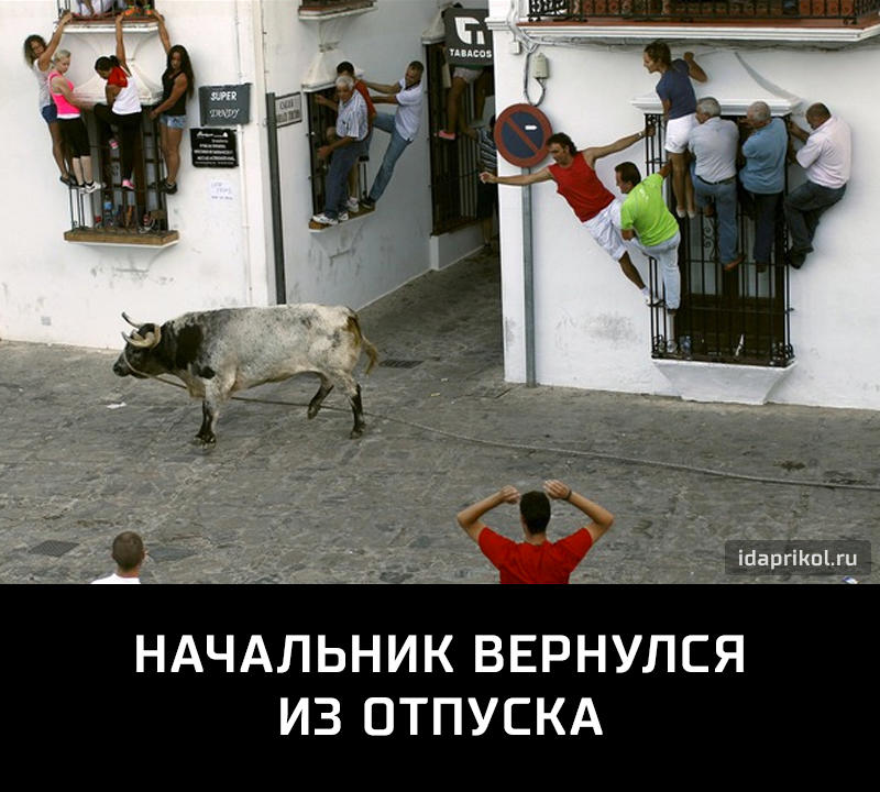 Открытки вернись начальник, прикол потерялась собака