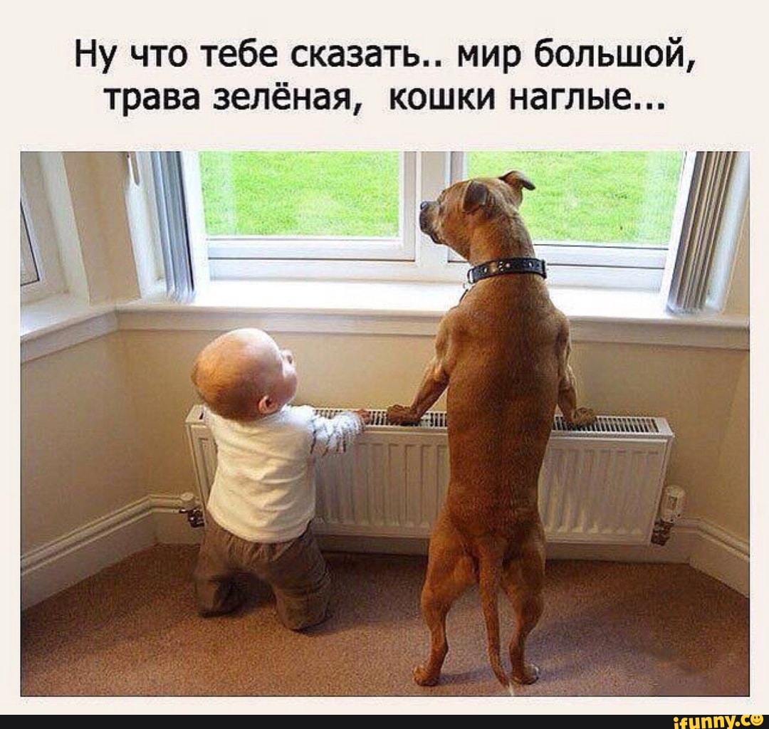 Смешные картинки про животных для детей до слез, девочке года картинки